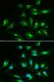 CD46 Molecule antibody, LS-C331615, Lifespan Biosciences, Immunofluorescence image 