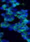 FAST Kinase Domains 1 antibody, orb69672, Biorbyt, Immunocytochemistry image 
