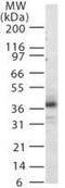 C-X-C Motif Chemokine Receptor 1 antibody, GTX13920, GeneTex, Western Blot image 