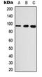 Eukaryotic Translation Initiation Factor 2 Subunit Beta antibody, orb234829, Biorbyt, Western Blot image 