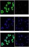 Leucine Rich Repeat Containing G Protein-Coupled Receptor 5 antibody, orb10982, Biorbyt, Immunofluorescence image 