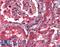 STEAP Family Member 1 antibody, LS-B3801, Lifespan Biosciences, Immunohistochemistry paraffin image 