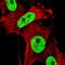 KH RNA Binding Domain Containing, Signal Transduction Associated 1 antibody, NBP2-38805, Novus Biologicals, Immunocytochemistry image 