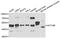 Actin Like 6B antibody, abx005371, Abbexa, Western Blot image 