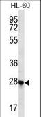 RBPJ Interacting And Tubulin Associated 1 antibody, LS-C168800, Lifespan Biosciences, Western Blot image 