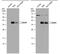 POU Class 2 Homeobox Associating Factor 1 antibody, PA5-78114, Invitrogen Antibodies, Western Blot image 