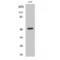 Dynactin Subunit 2 antibody, LS-C383214, Lifespan Biosciences, Western Blot image 