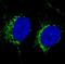 Citrate synthase, mitochondrial antibody, NBP2-36771, Novus Biologicals, Immunocytochemistry image 