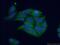 Signal Recognition Particle 68 antibody, 11585-1-AP, Proteintech Group, Immunofluorescence image 