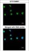 Nuclear Receptor Subfamily 2 Group F Member 1 antibody, GTX104801, GeneTex, Immunocytochemistry image 