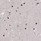 Proteasome 19S S3 antibody, NBP2-38596, Novus Biologicals, Immunohistochemistry frozen image 