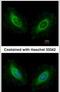 Calmodulin antibody, PA5-27515, Invitrogen Antibodies, Immunofluorescence image 