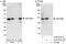 SAP30 Binding Protein antibody, A302-832A, Bethyl Labs, Western Blot image 