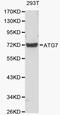 Autophagy Related 7 antibody, LS-C192267, Lifespan Biosciences, Western Blot image 