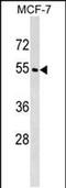 WD Repeat Domain 20 antibody, PA5-48912, Invitrogen Antibodies, Western Blot image 