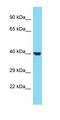 Serine/Threonine Kinase 40 antibody, orb331102, Biorbyt, Western Blot image 