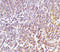 Lymphocyte Antigen 86 antibody, 3847, ProSci, Immunohistochemistry paraffin image 