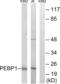 Phosphatidylethanolamine Binding Protein 1 antibody, abx014710, Abbexa, Western Blot image 