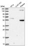 SDC3 antibody, HPA048085, Atlas Antibodies, Western Blot image 
