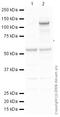 GluN1-NR1 antibody, ab17345, Abcam, Western Blot image 