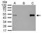 LIM Domain Binding 1 antibody, PA5-21577, Invitrogen Antibodies, Immunoprecipitation image 