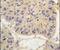 FKBP Prolyl Isomerase 1A antibody, PA5-14852, Invitrogen Antibodies, Immunohistochemistry frozen image 