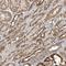 Armadillo Repeat Containing 1 antibody, HPA026085, Atlas Antibodies, Immunohistochemistry paraffin image 