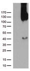 CD31 antibody, TA504861BM, Origene, Western Blot image 