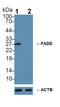 Fas Associated Via Death Domain antibody, LS-C293822, Lifespan Biosciences, Western Blot image 