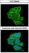 Regulator Of G Protein Signaling 17 antibody, LS-C185811, Lifespan Biosciences, Immunocytochemistry image 