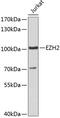 Enhancer Of Zeste 2 Polycomb Repressive Complex 2 Subunit antibody, 19-715, ProSci, Western Blot image 