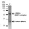 BCL2 Interacting Protein 3 antibody, LS-C775295, Lifespan Biosciences, Western Blot image 