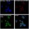Cas9 antibody, M30929-1, Boster Biological Technology, Immunofluorescence image 