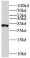 Mitochondrial Ribosomal Protein L46 antibody, FNab05334, FineTest, Western Blot image 