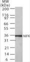 Nucleolar Protein Interacting With The FHA Domain Of MKI67 antibody, NB100-56590, Novus Biologicals, Western Blot image 