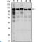 Hexokinase 1 antibody, LS-C812646, Lifespan Biosciences, Western Blot image 