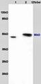 Ribonuclease/Angiogenin Inhibitor 1 antibody, orb101736, Biorbyt, Western Blot image 