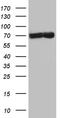 TATA-Box Binding Protein Associated Factor, RNA Polymerase I Subunit B antibody, TA808719, Origene, Western Blot image 