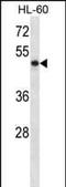 RUNX Family Transcription Factor 3 antibody, PA5-35153, Invitrogen Antibodies, Western Blot image 