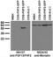 Fibroblast Growth Factor 13 antibody, 73-134, Antibodies Incorporated, Western Blot image 