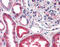 Catalase antibody, 51-040, ProSci, Immunohistochemistry frozen image 
