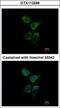 Endoplasmic Reticulum Oxidoreductase 1 Alpha antibody, GTX112589, GeneTex, Immunofluorescence image 