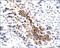 V-Set Domain Containing T Cell Activation Inhibitor 1 antibody, 250473, Abbiotec, Immunohistochemistry paraffin image 