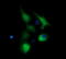 Gamma-Butyrobetaine Hydroxylase 1 antibody, LS-C174488, Lifespan Biosciences, Immunofluorescence image 
