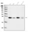 Ras Homolog Family Member F, Filopodia Associated antibody, A08913-1, Boster Biological Technology, Western Blot image 