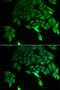 TSC22 Domain Family Member 3 antibody, 22-479, ProSci, Immunofluorescence image 