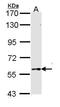 T-Box 5 antibody, PA5-29845, Invitrogen Antibodies, Western Blot image 