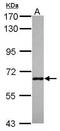 Ankyrin Repeat Domain 13B antibody, PA5-31752, Invitrogen Antibodies, Western Blot image 