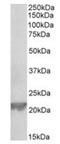 Glutathione Peroxidase 1 antibody, orb43511, Biorbyt, Western Blot image 
