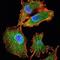 Interleukin 34 antibody, GTX82810, GeneTex, Immunocytochemistry image 